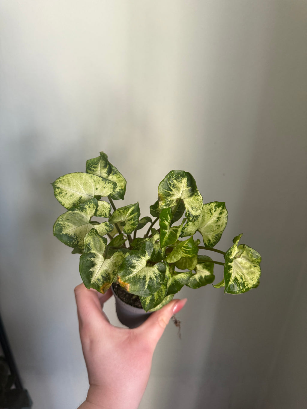 Syngonium Pixie - 6cm pot