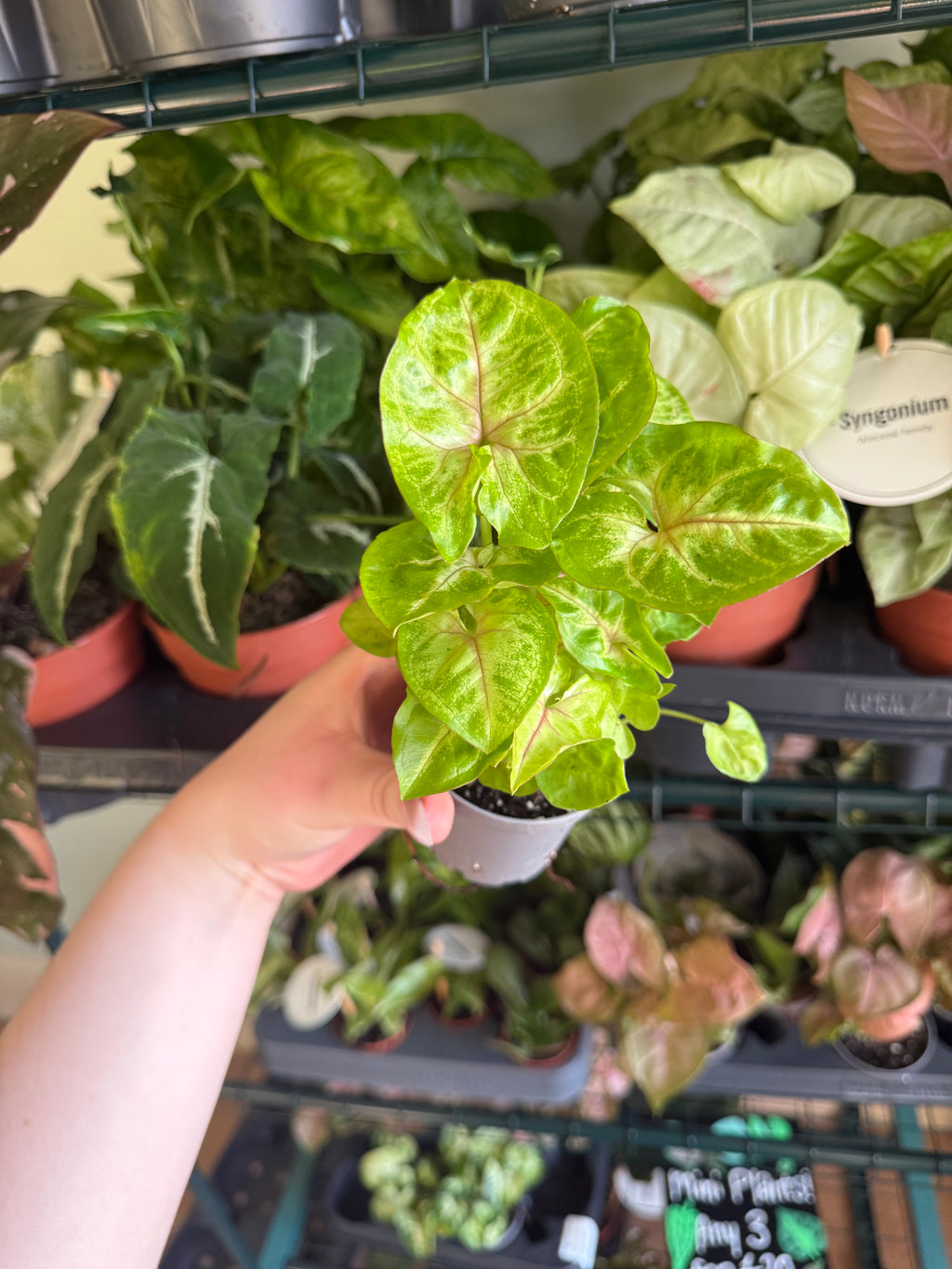 Berry Syngonium - 6cm pot