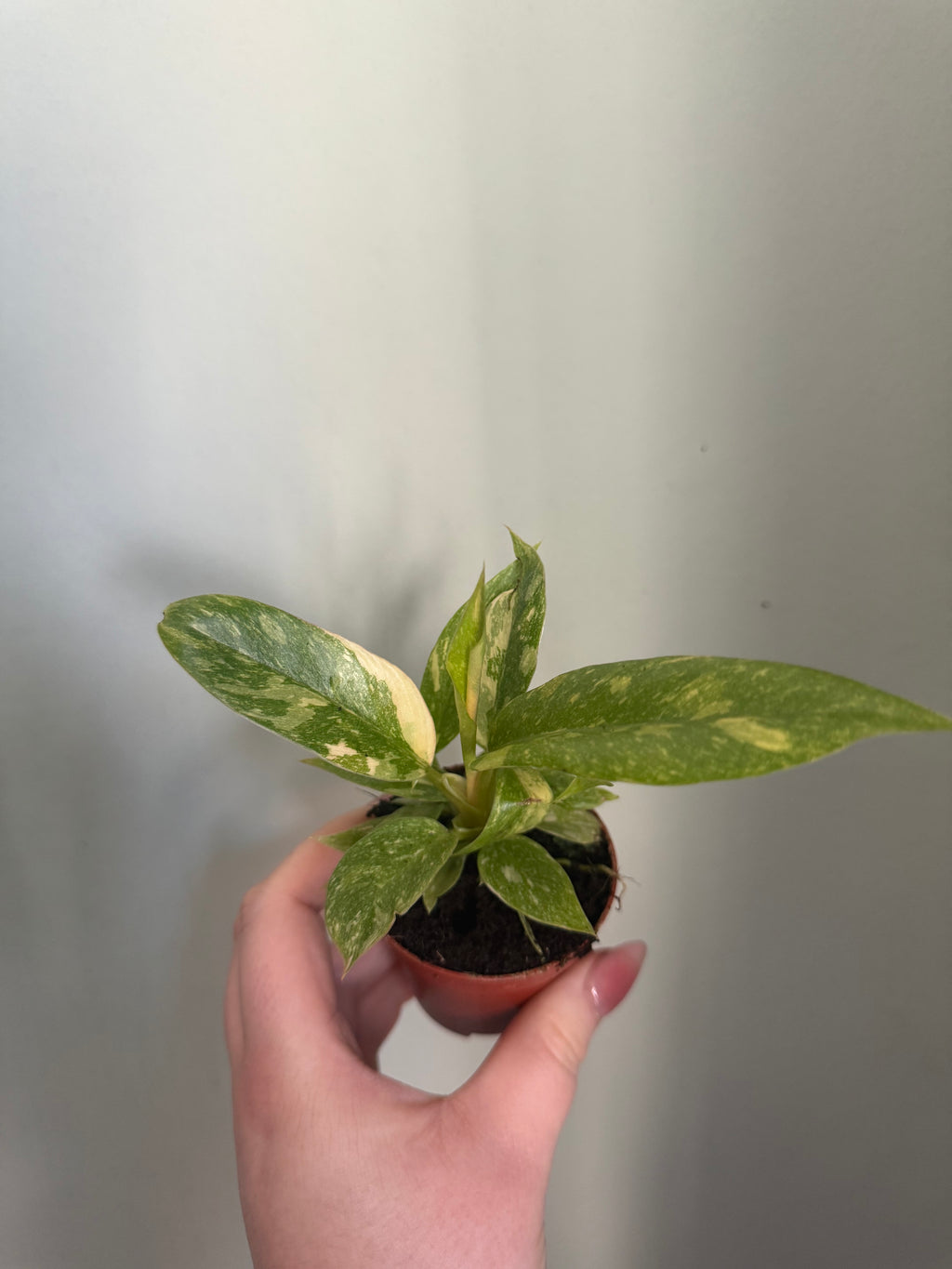 Baby ring of fire philodendron - 6cm pot
