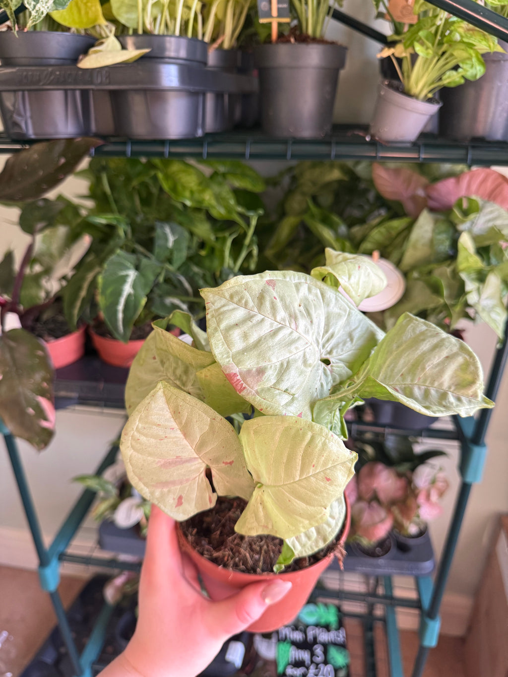 Red heart syngonium - 6cm pot