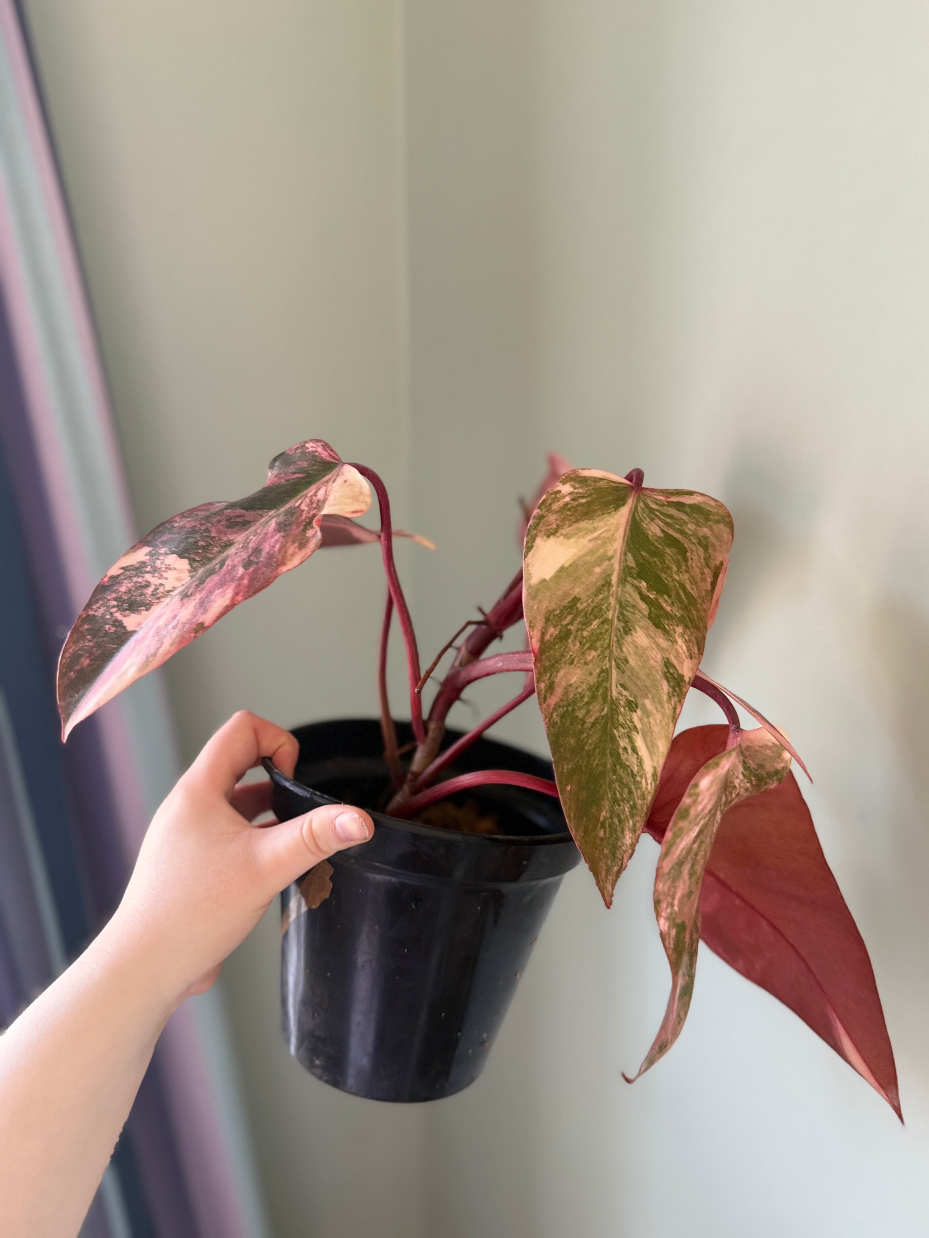 Philodendron Strawberry Shake