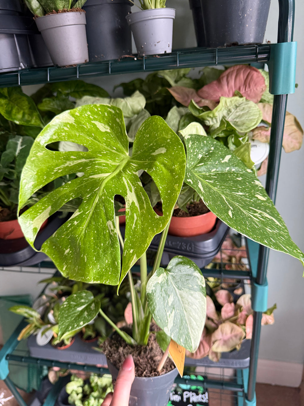 Monstera Thai Constellation - 12cm pot