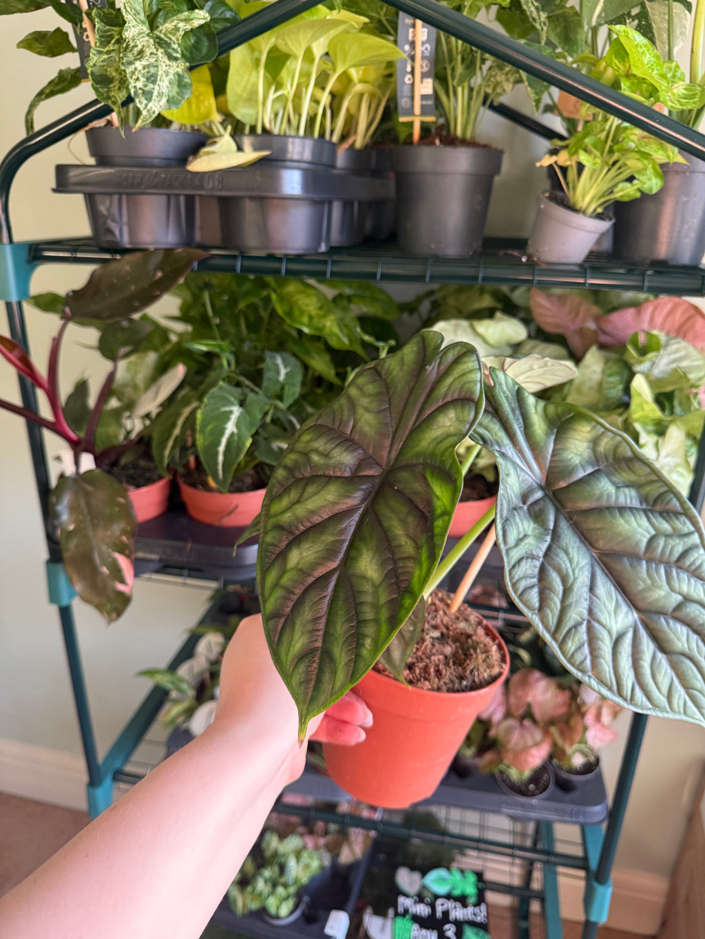 Dragon scale Alocasia - 12cm pot