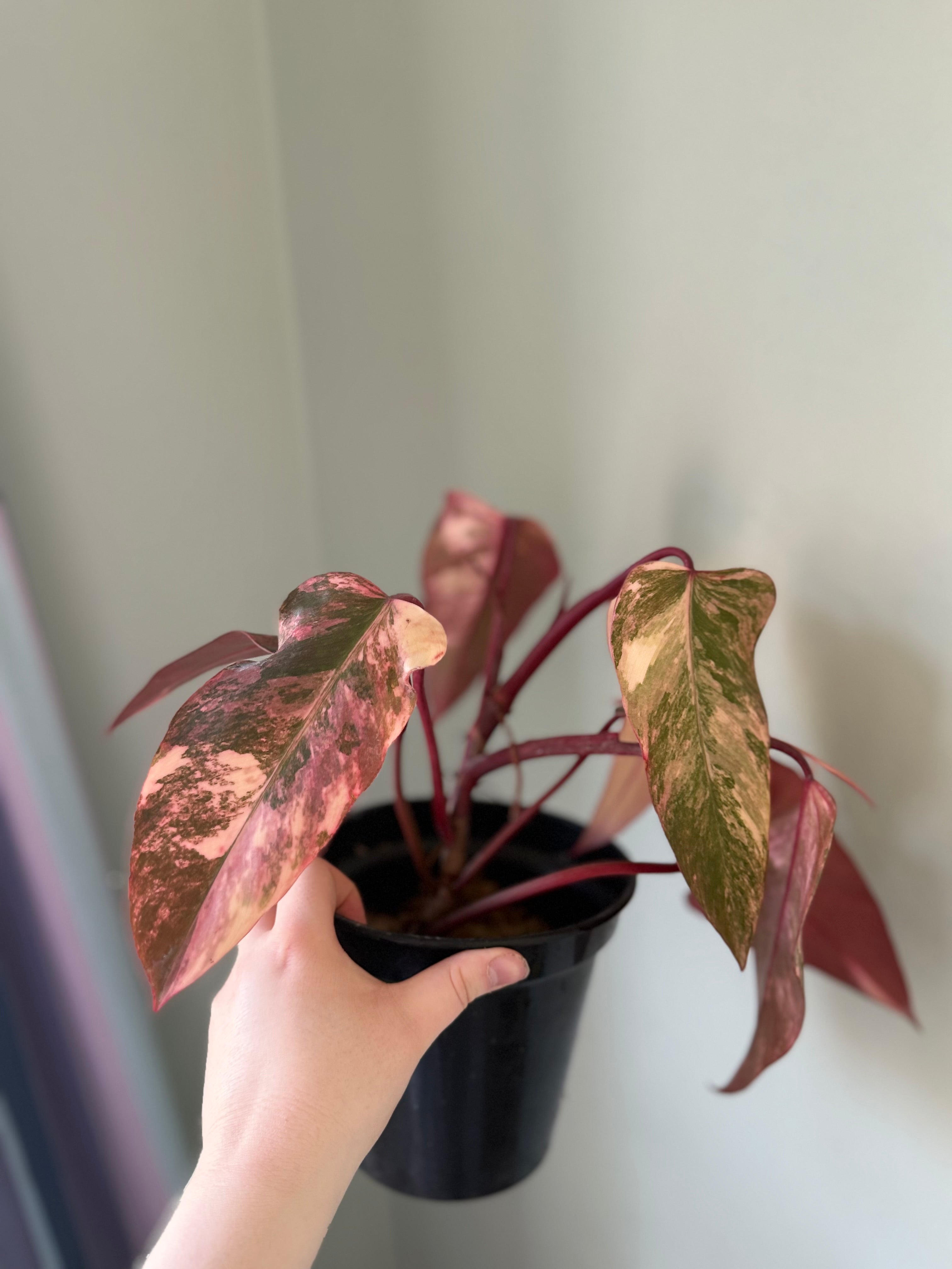 Philodendron Strawberry Shake