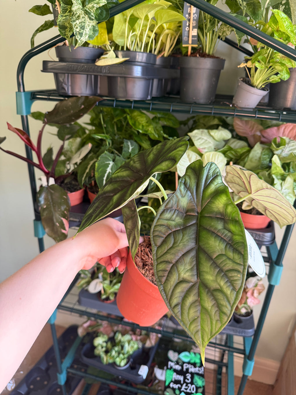 Dragon scale Alocasia - 12cm pot