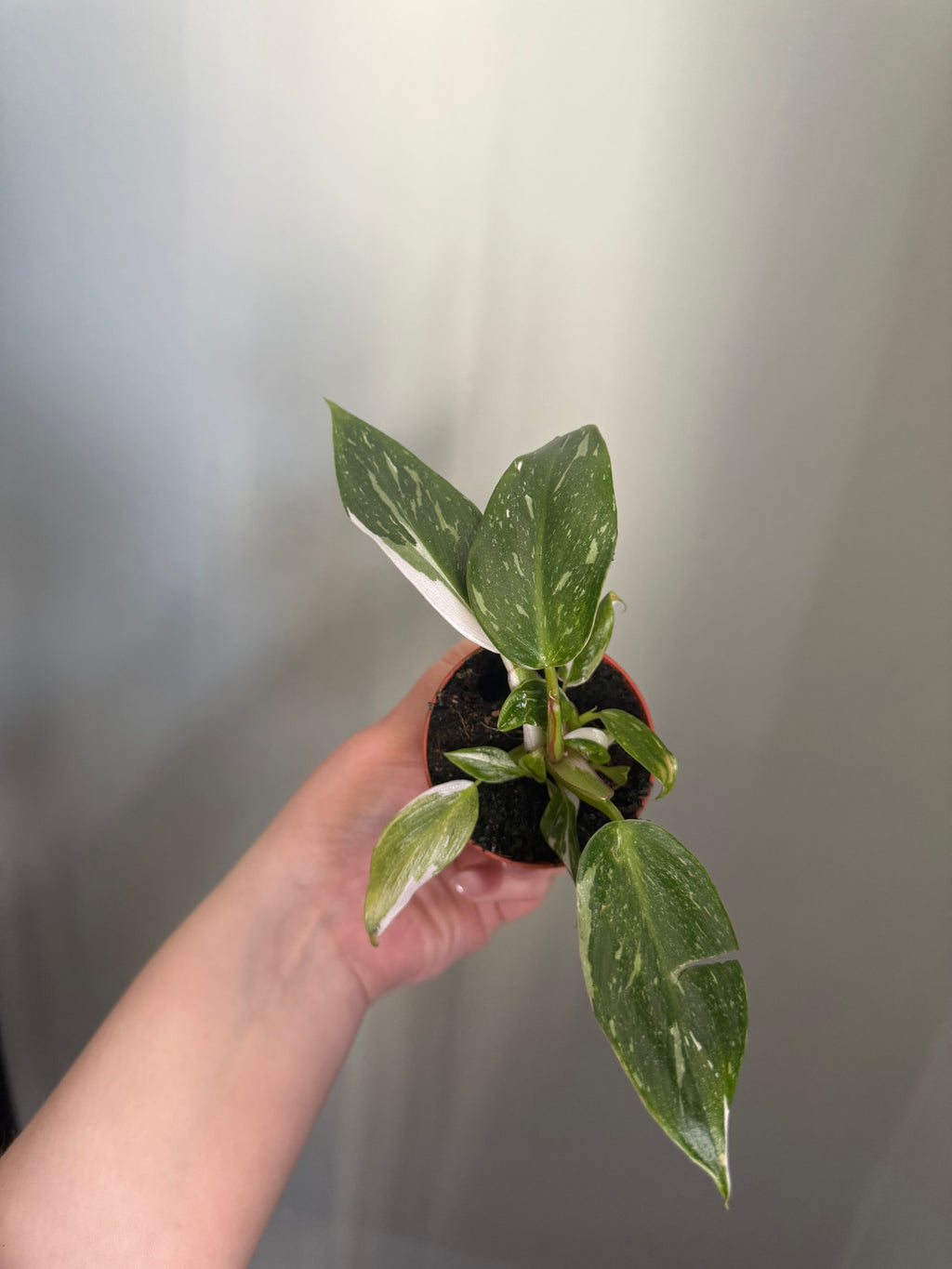 Baby White Princess Phildodendron - 6cm