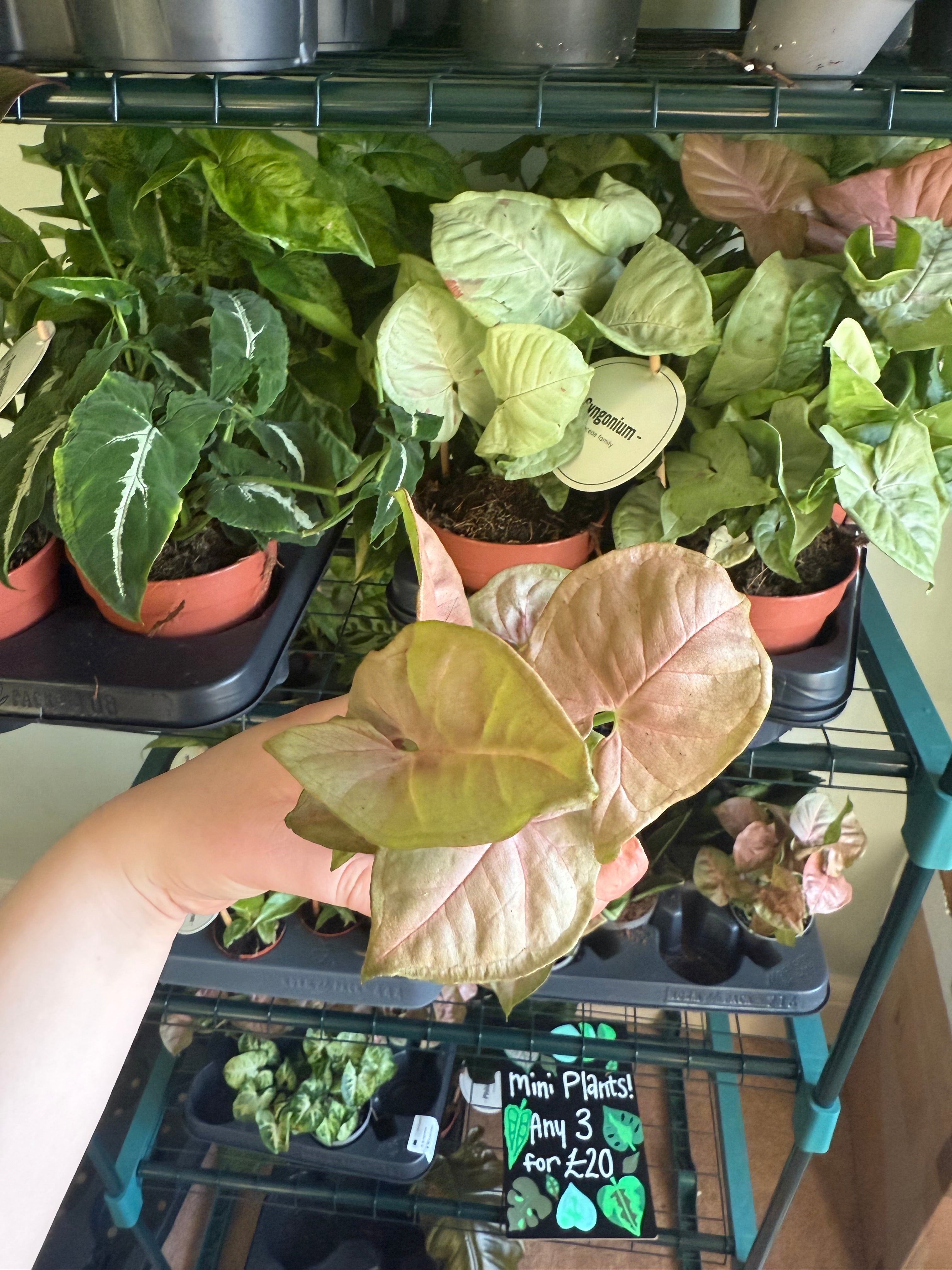 Red heart syngonium - 6cm pot