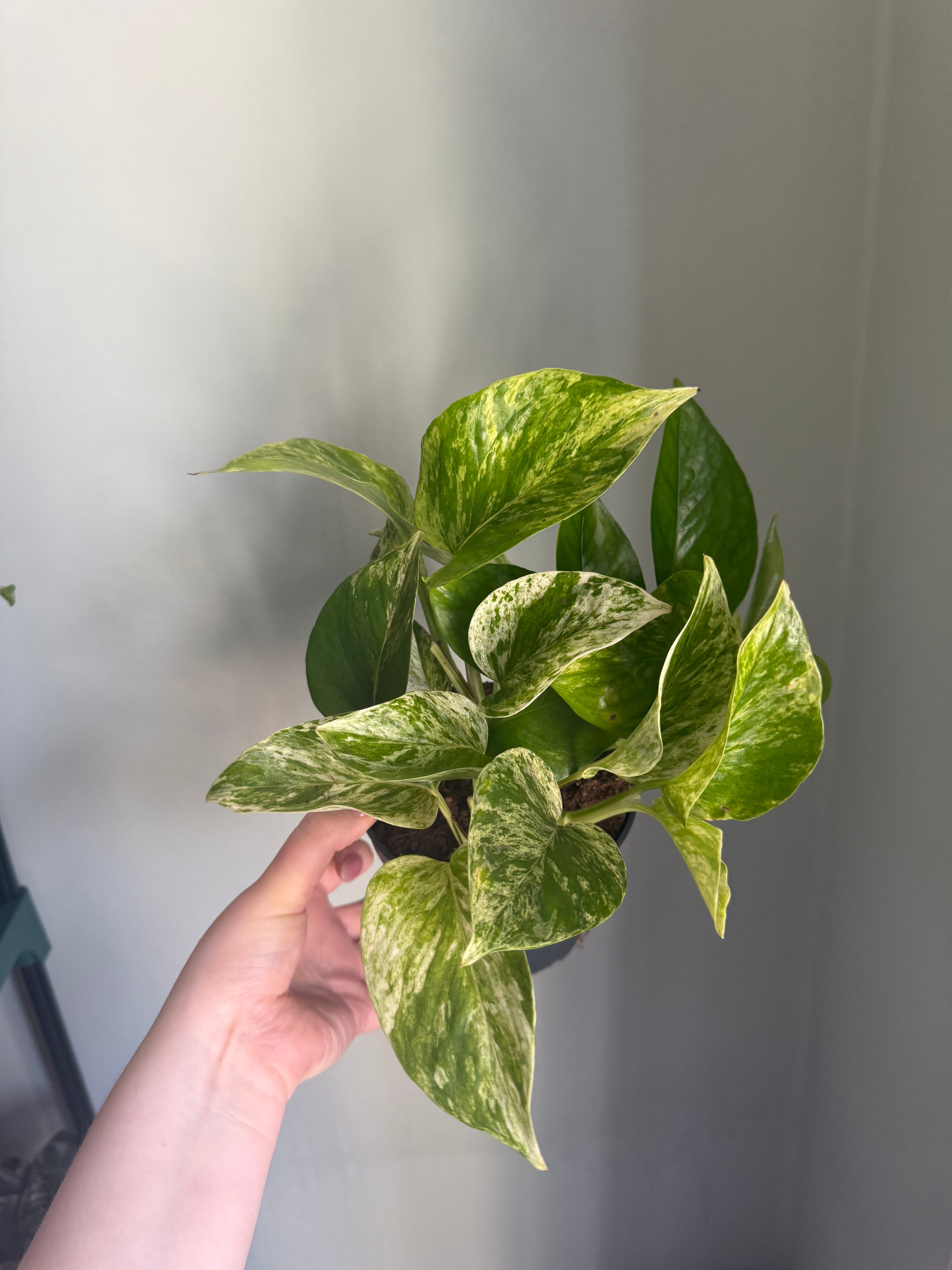 Marble Queen Pothos - 12cm pot
