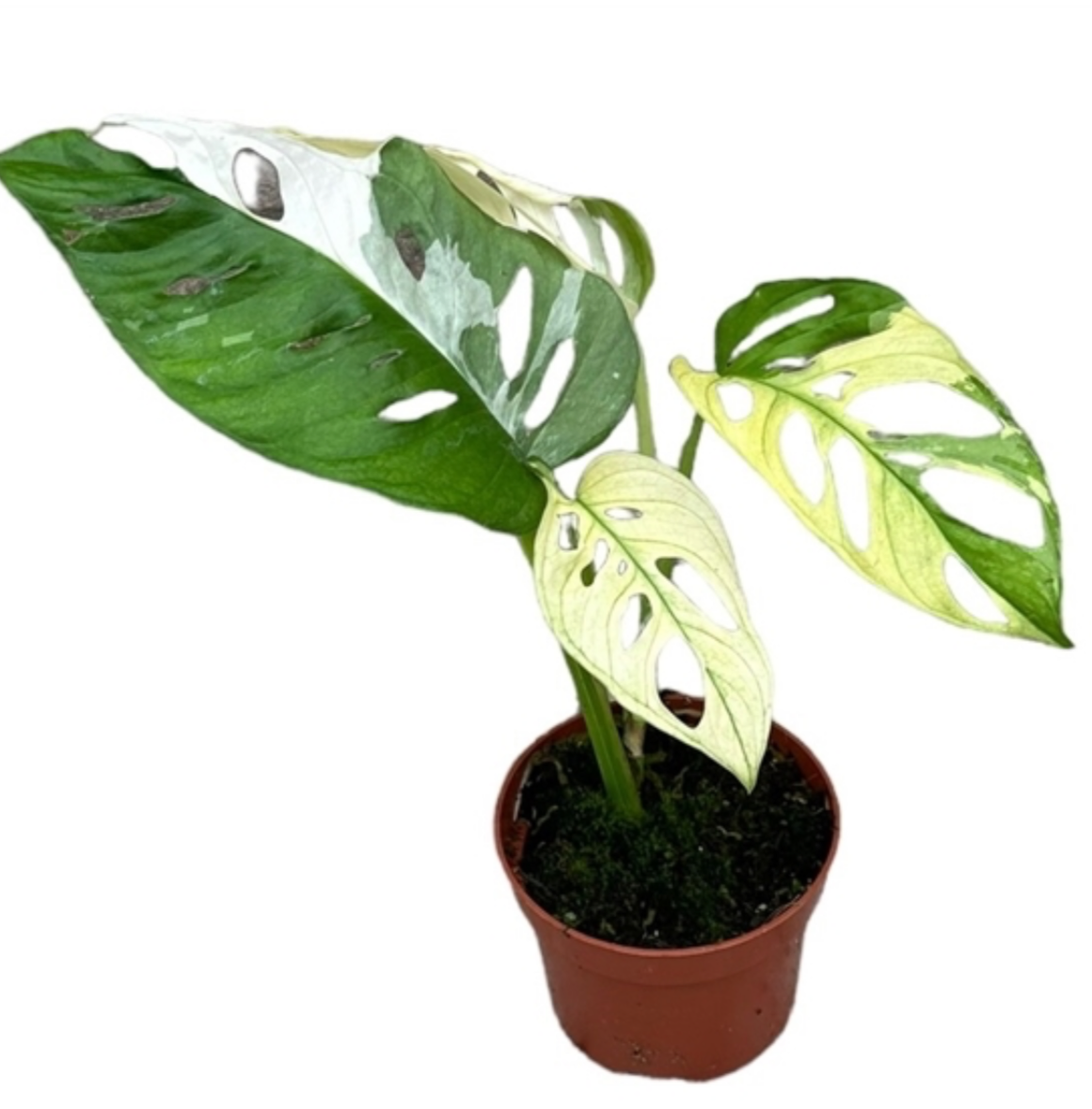 PRE ORDER - Monstera Adansonii Variegated - 10.5cm pot