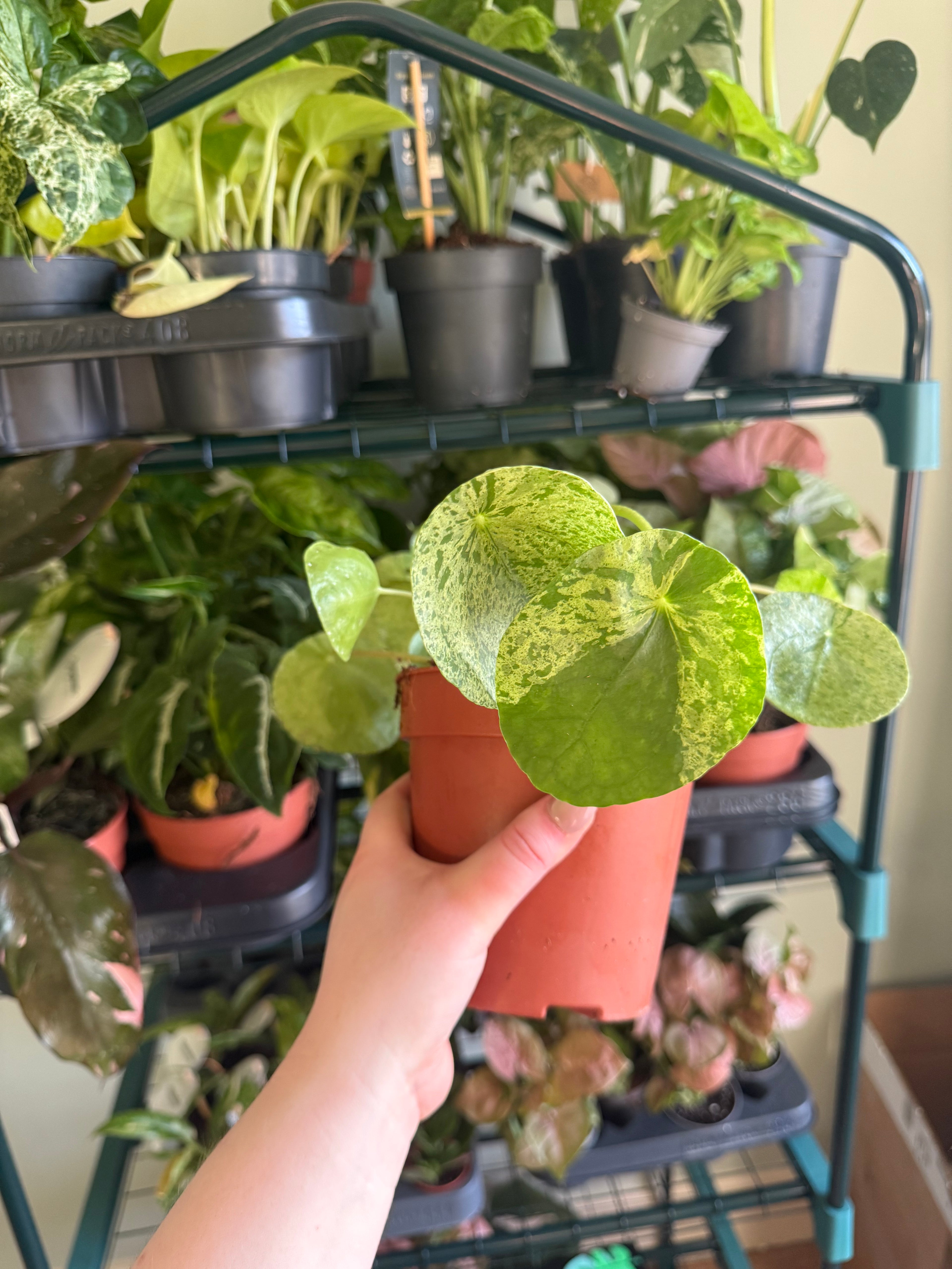 Mojito Pilea - 13cm pot
