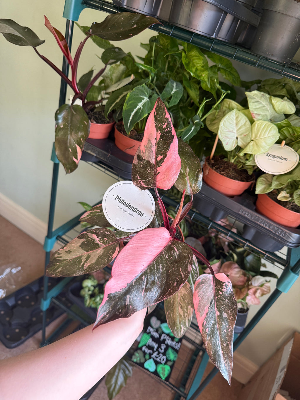Pink Princess Philodendron - 12cm pot