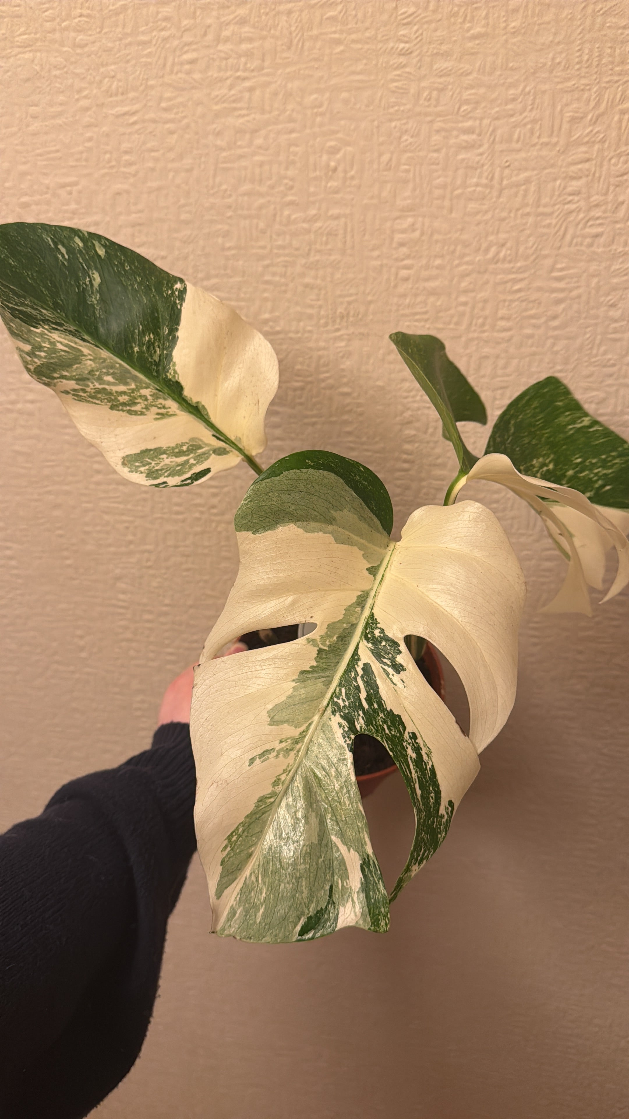 Monstera Super White - 15cm Pot
