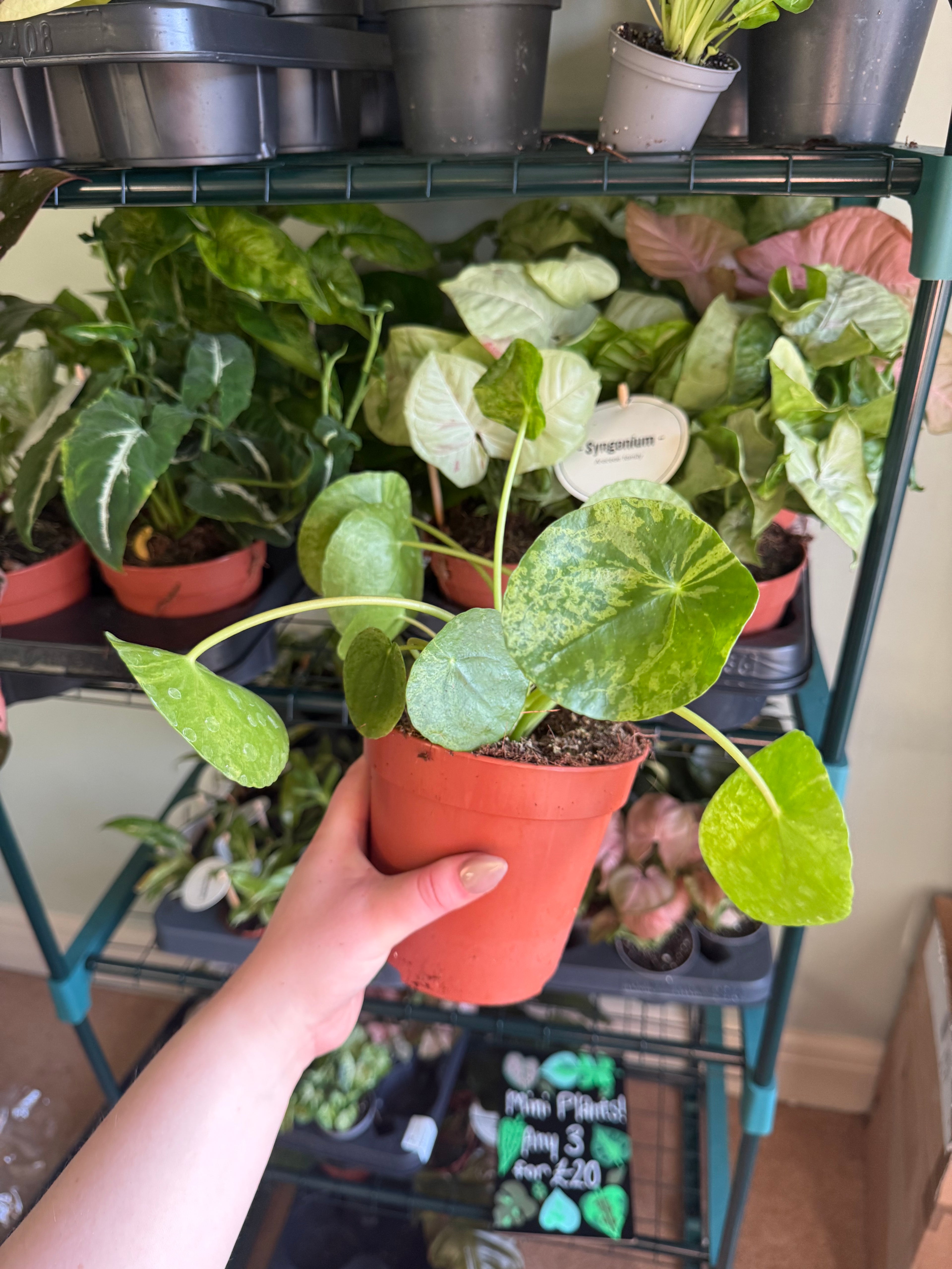 Mojito Pilea - 13cm pot