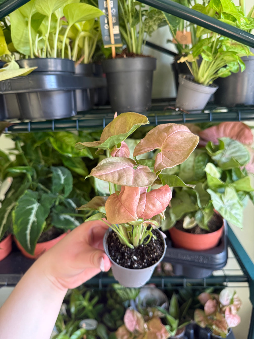 Red heart syngonium - 6cm pot