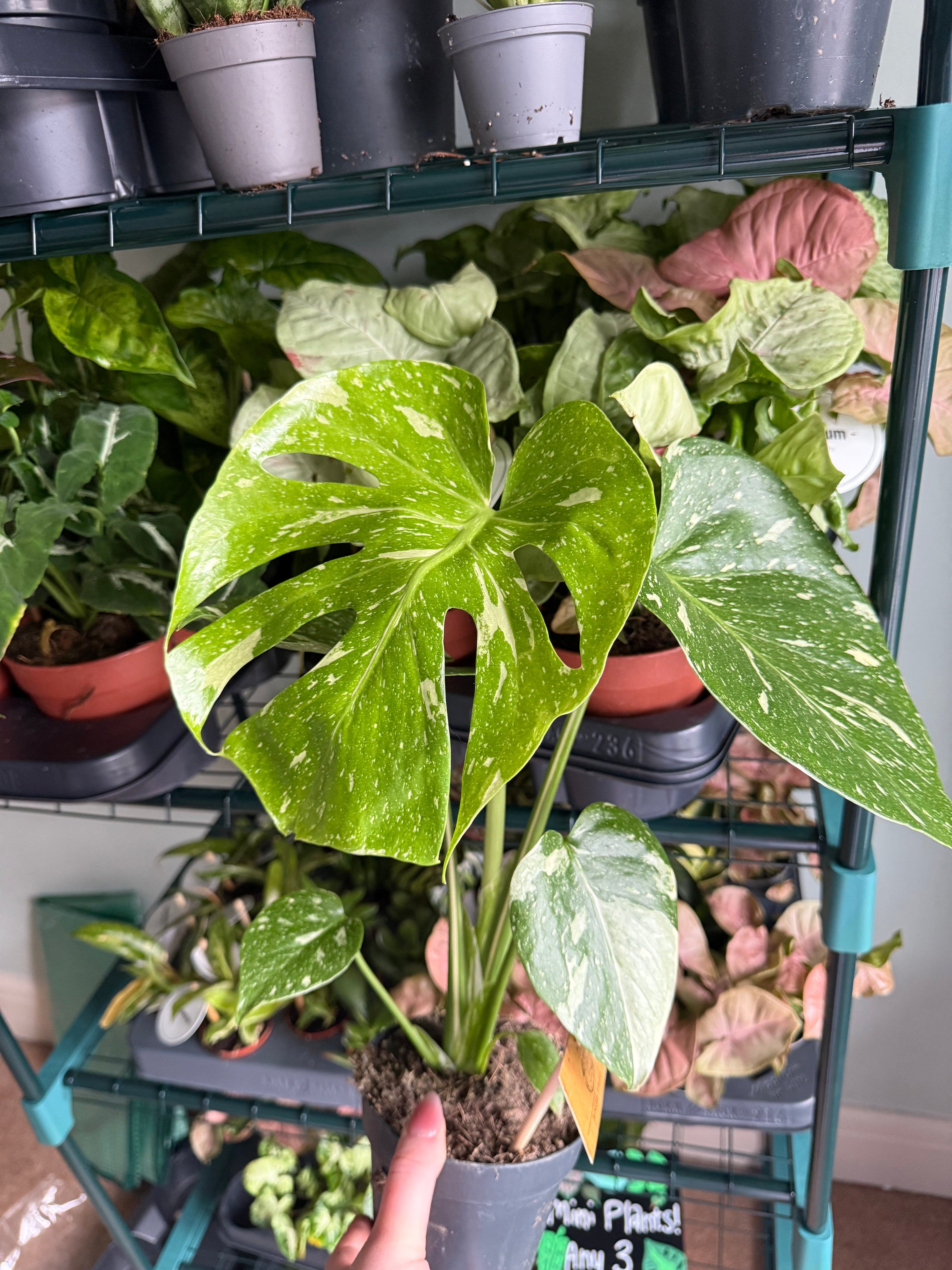 Monstera Thai Constellation - 12cm pot