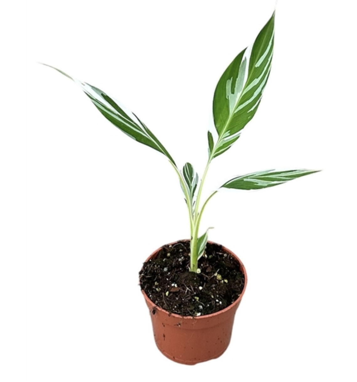 PRE ORDER - Musa Florida Variegated - 17cm pot