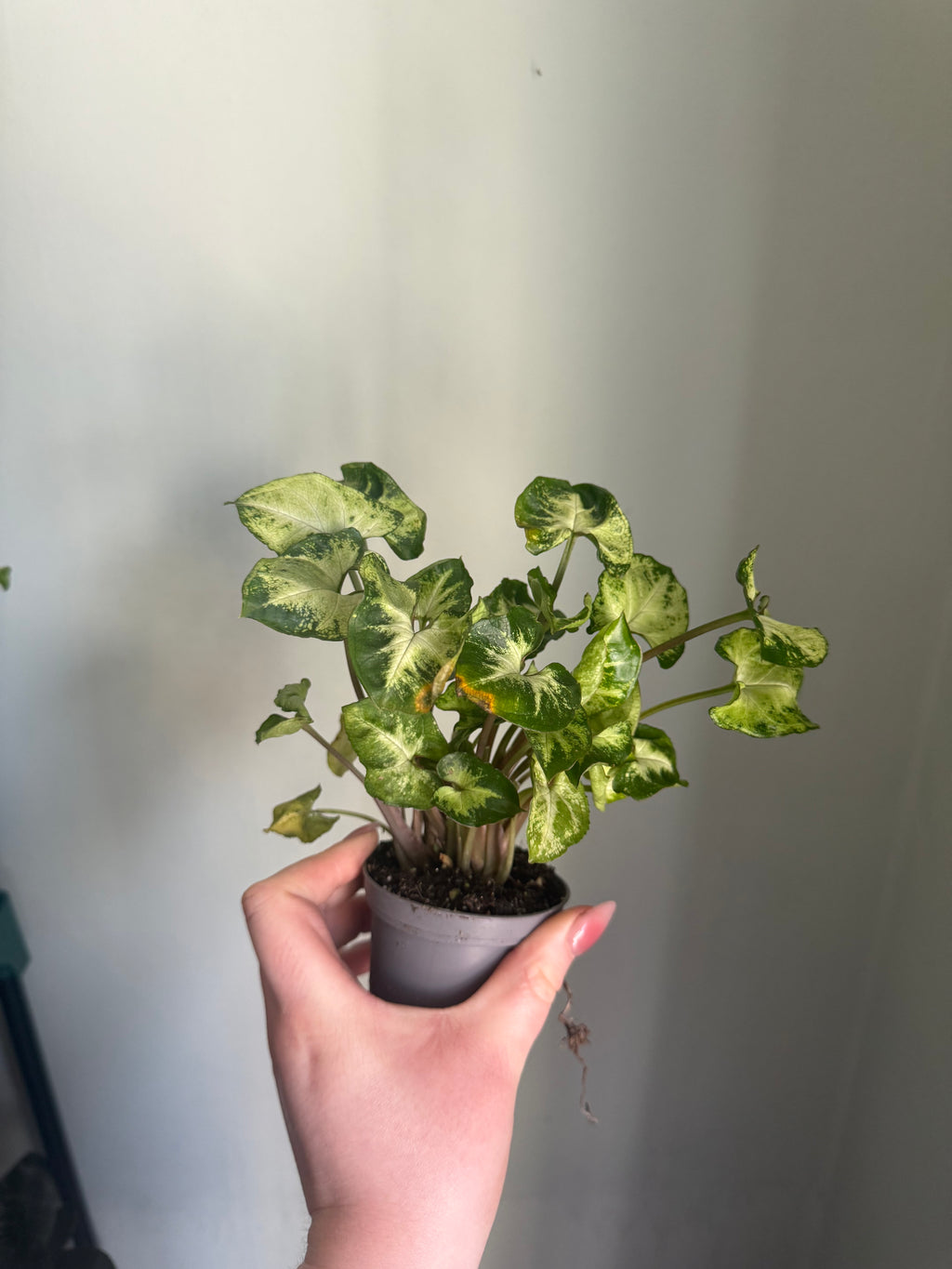 Syngonium Pixie - 6cm pot