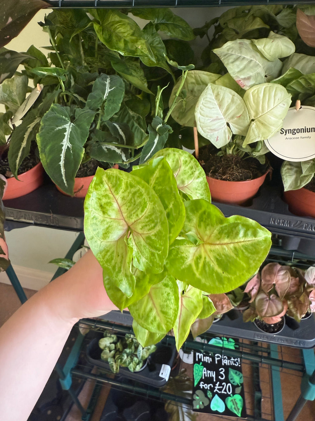 Berry Syngonium - 6cm pot