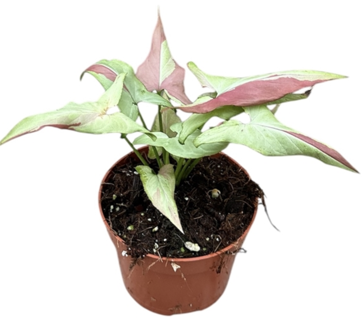 PRE ORDER - Syngonium Orm Nagpum Variegate - 10.5cm pot