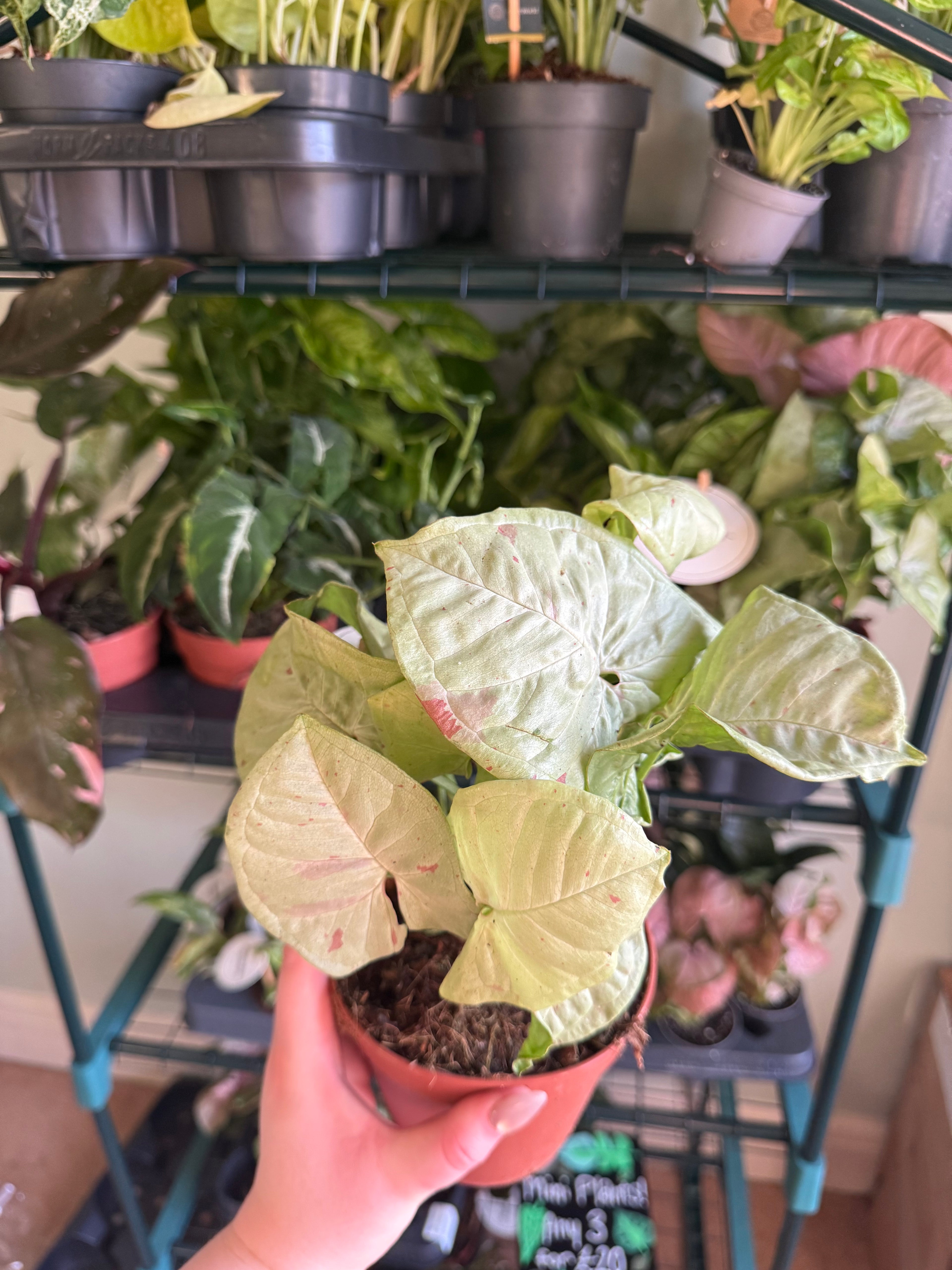 Milk Confetti Syngonium - 12cm