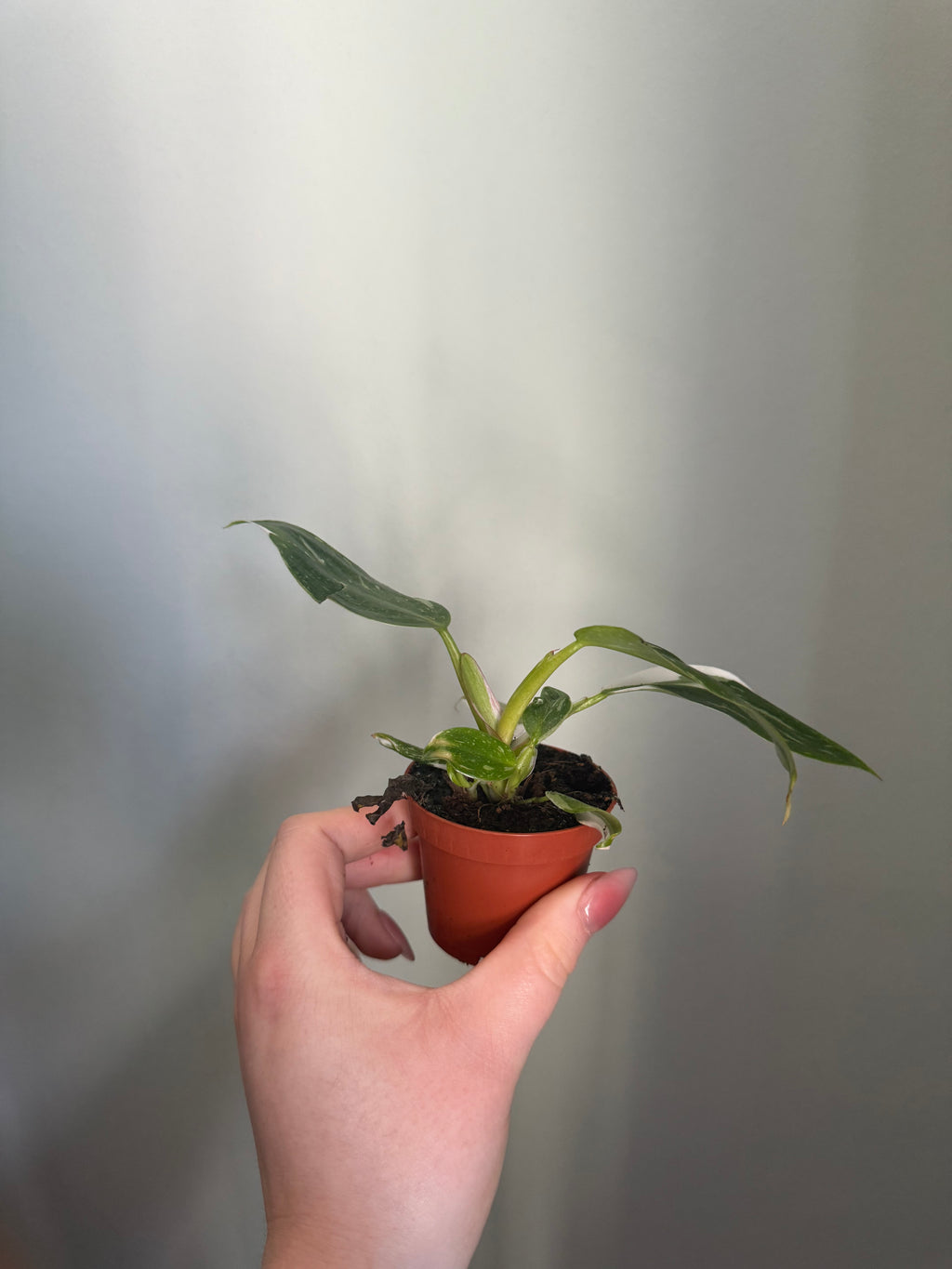 Baby White Princess Phildodendron - 6cm