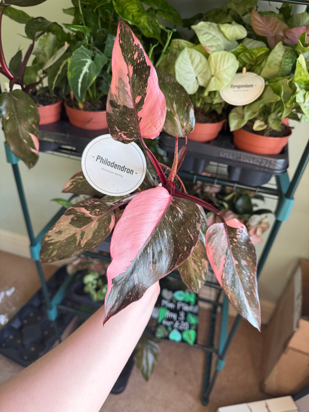 Pink Princess Philodendron - 12cm pot