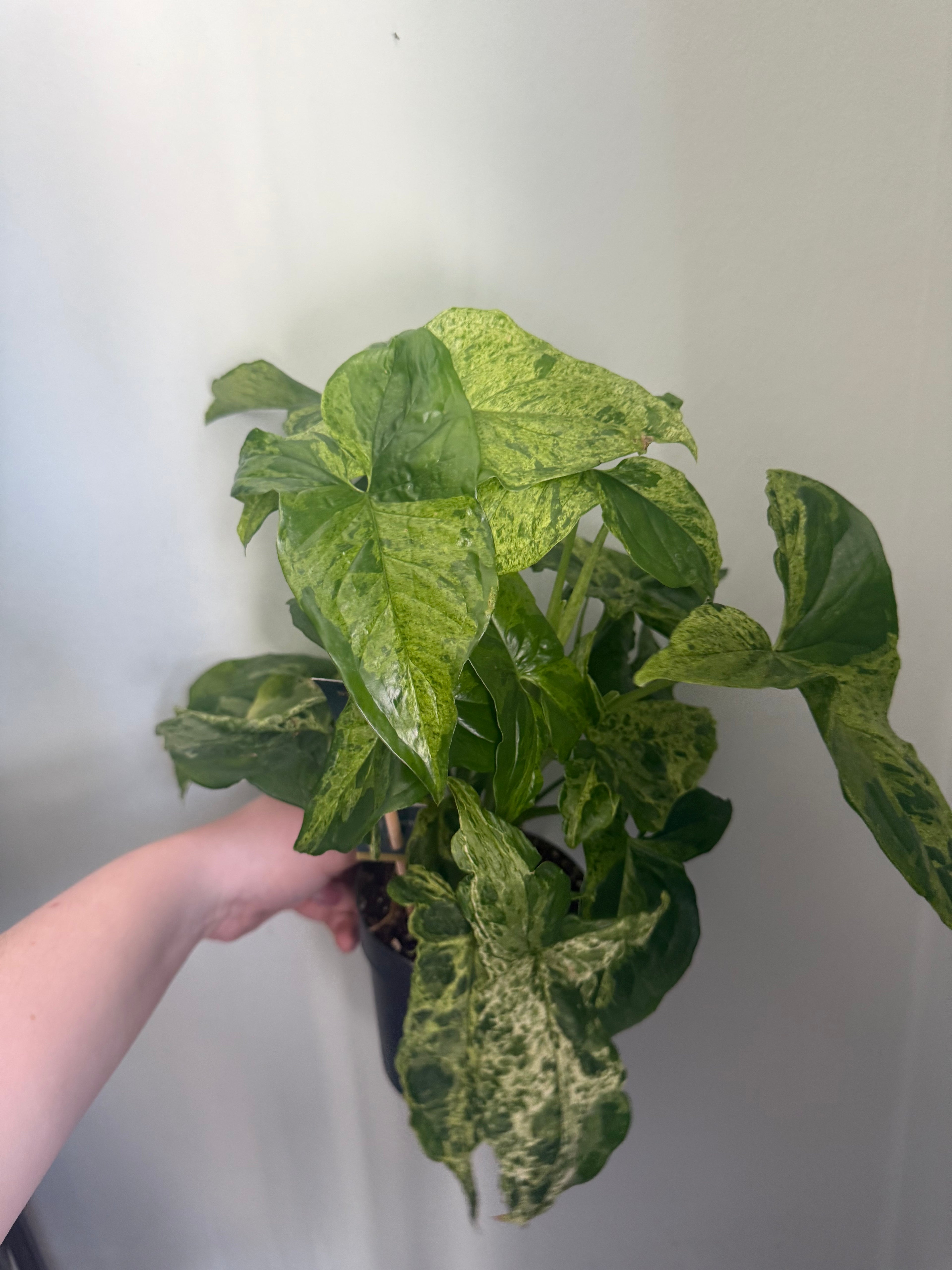 Syngonium Mojito - 12 cm pot