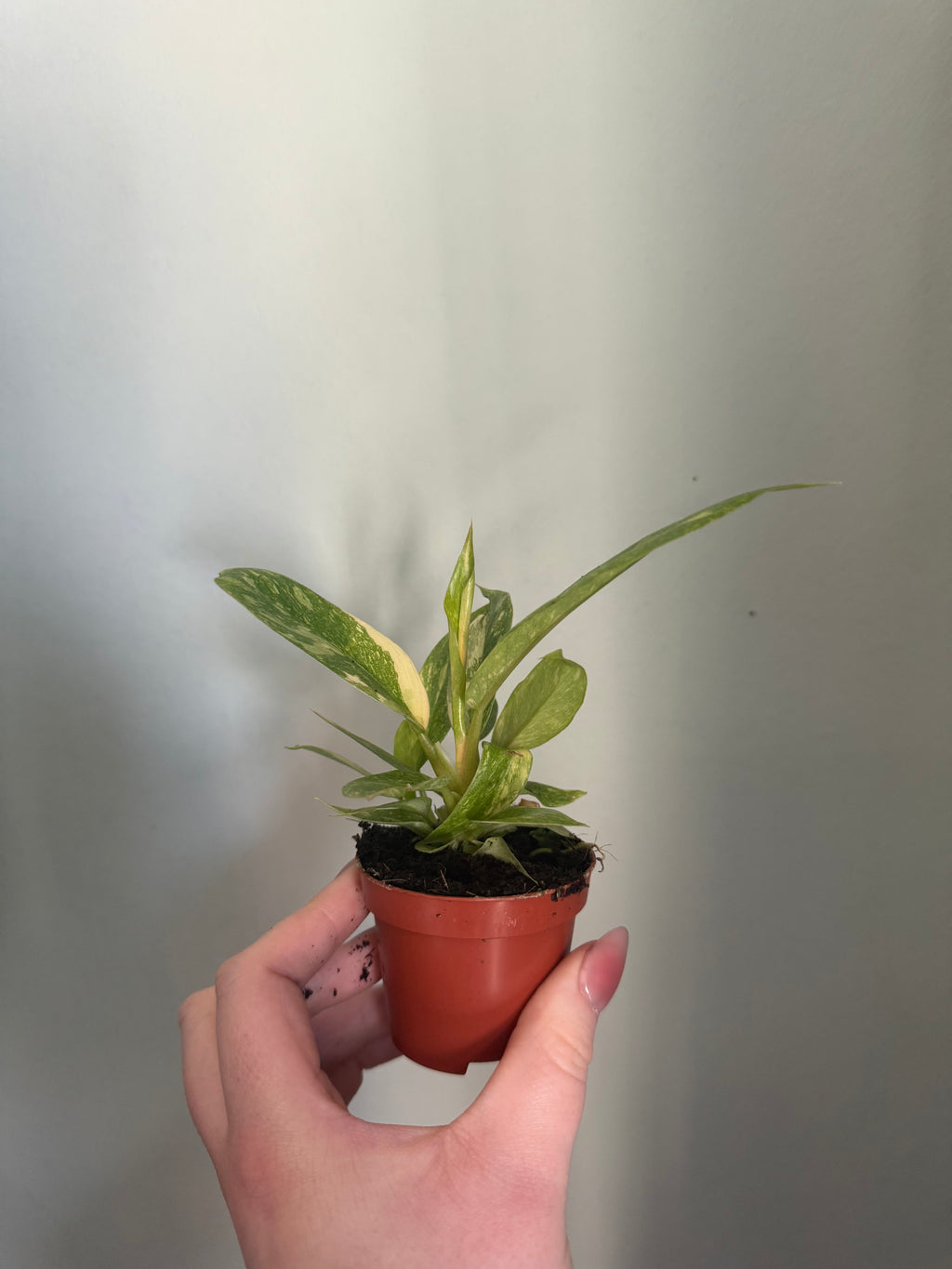 Baby ring of fire philodendron - 6cm pot