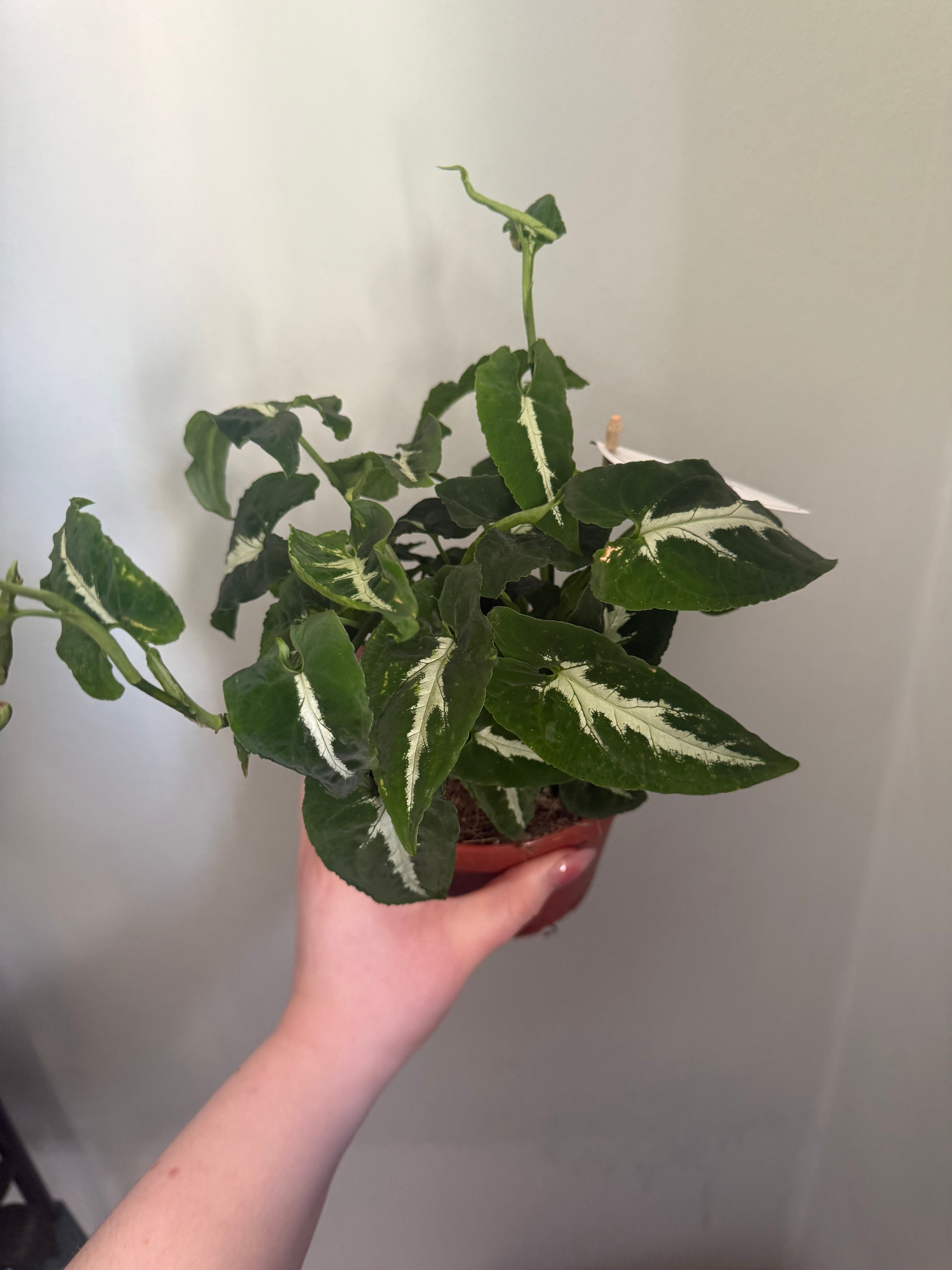 Syngonium Wendlandii - 12cm pot