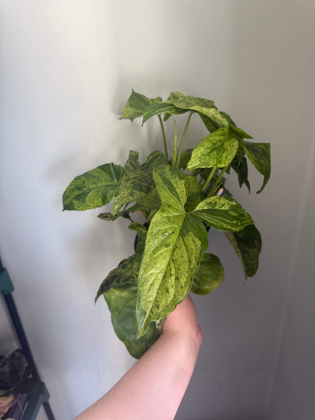 Syngonium Mojito - 12 cm pot