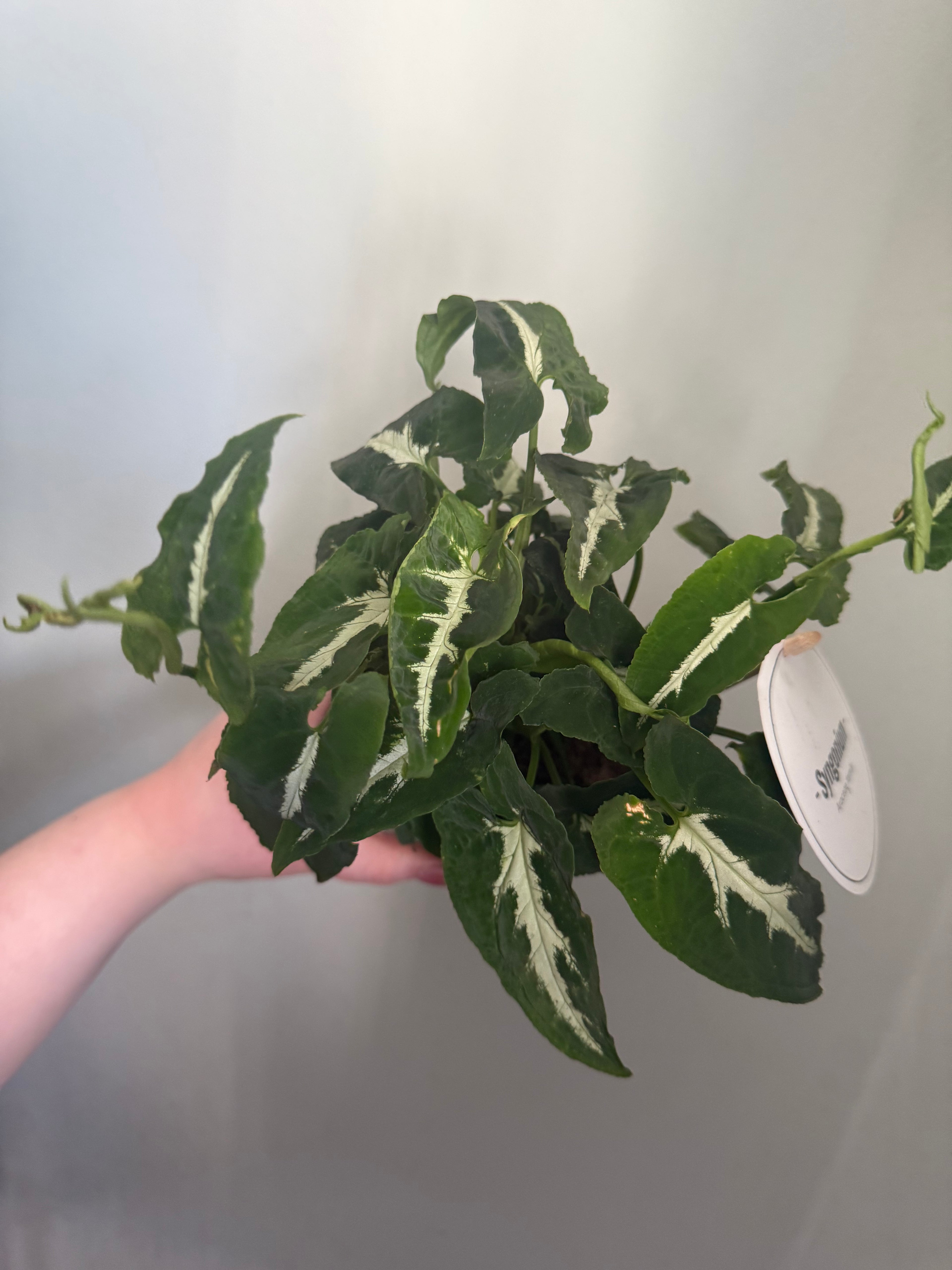 Syngonium Wendlandii - 12cm pot