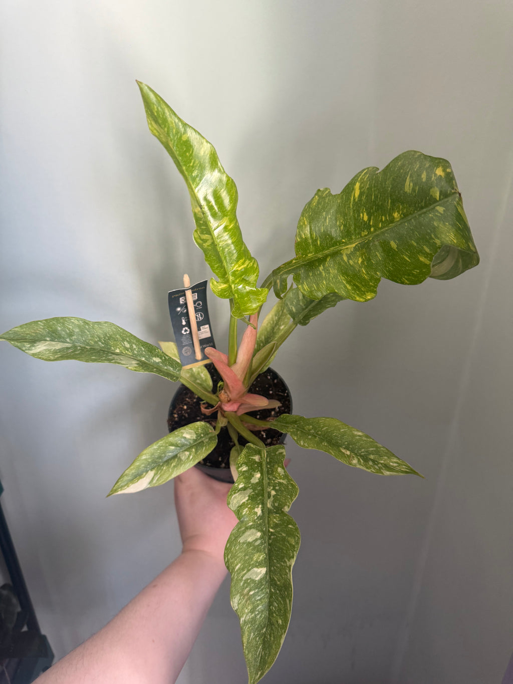 Ring of fire philodendron - 12cm pot
