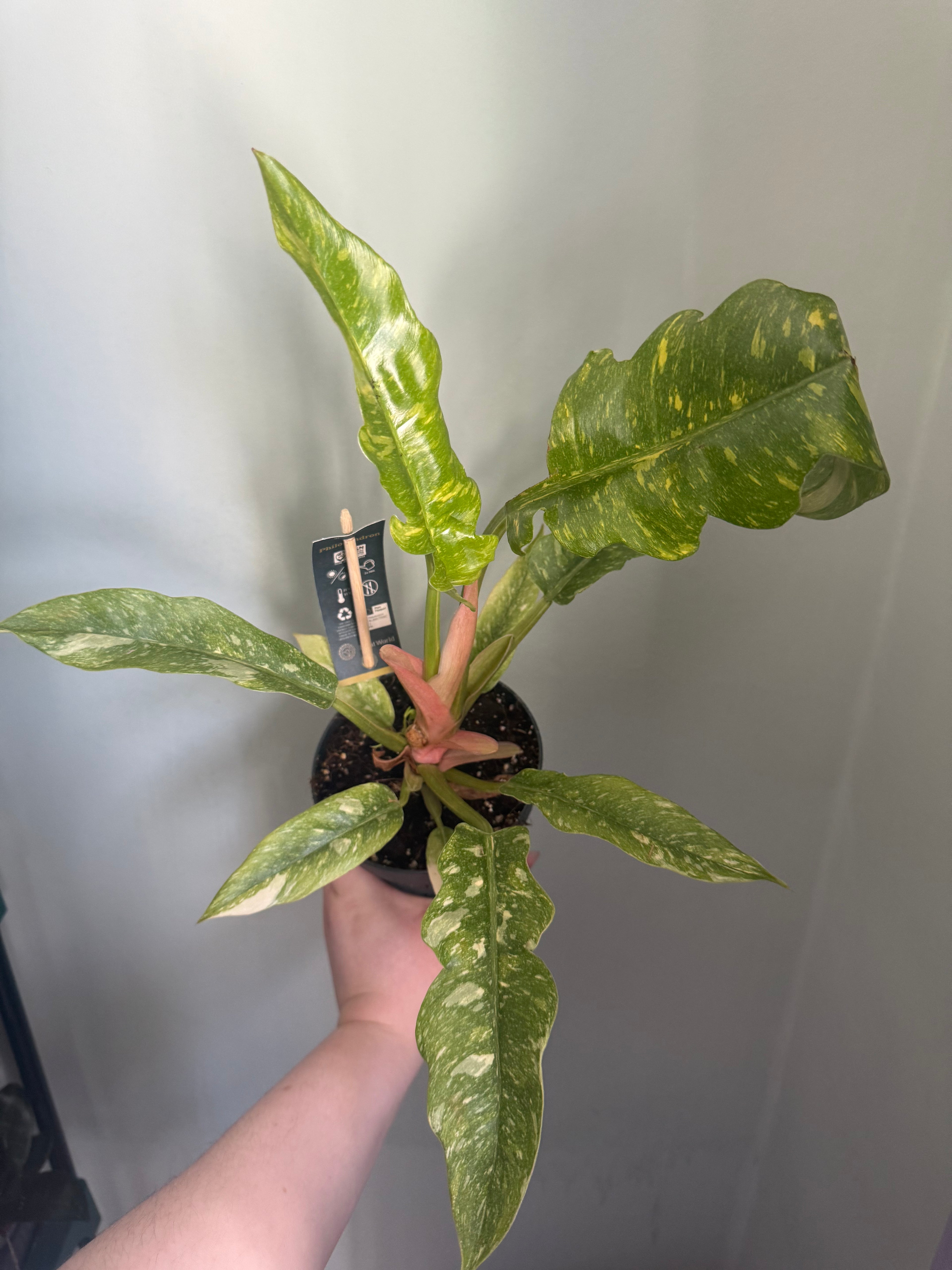 Ring of fire philodendron - 12cm pot