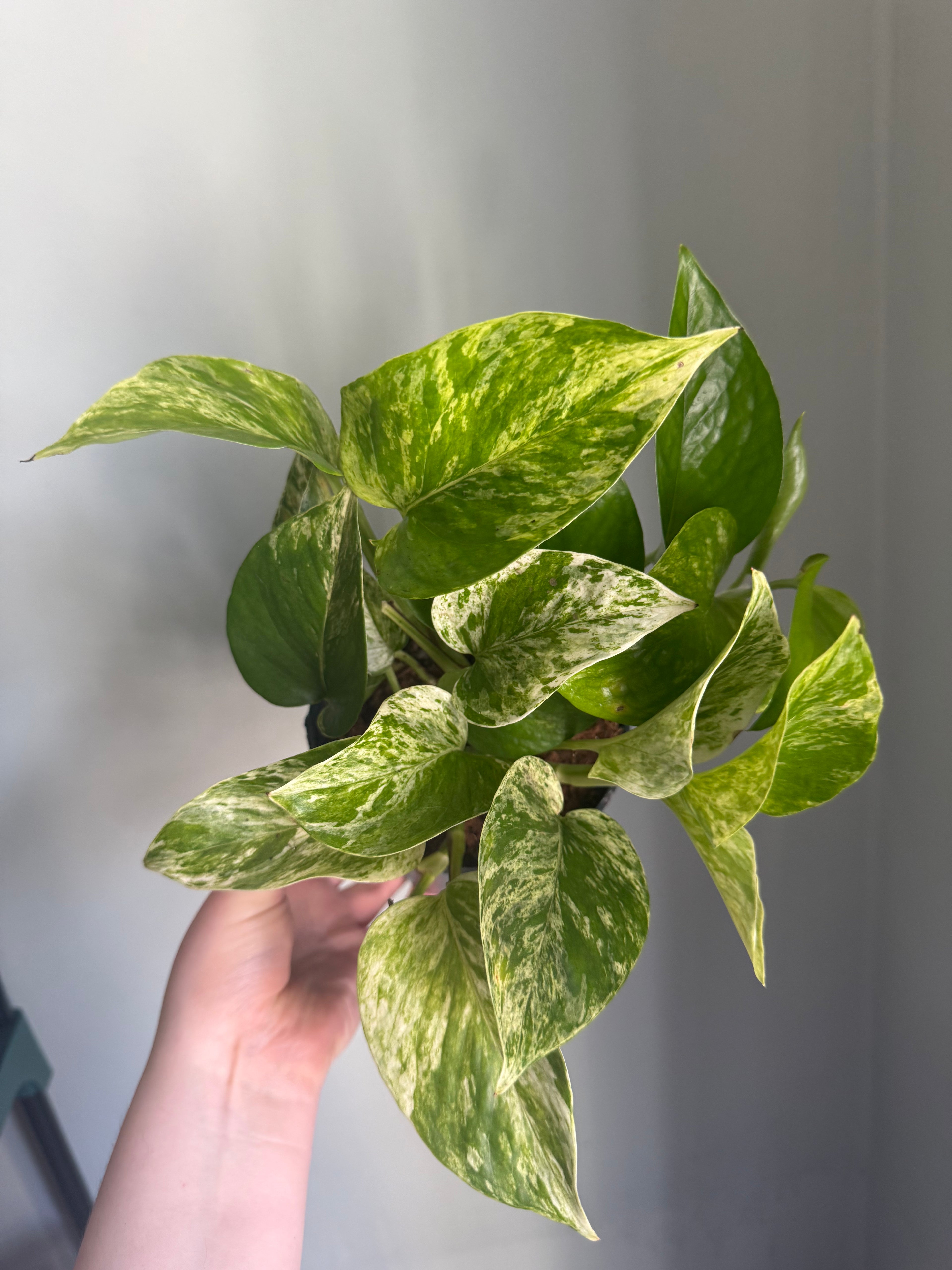 Marble Queen Pothos - 12cm pot