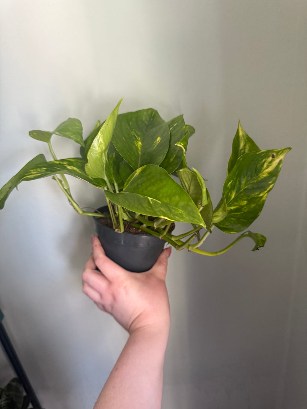 Golden Pothos - 12cm pot