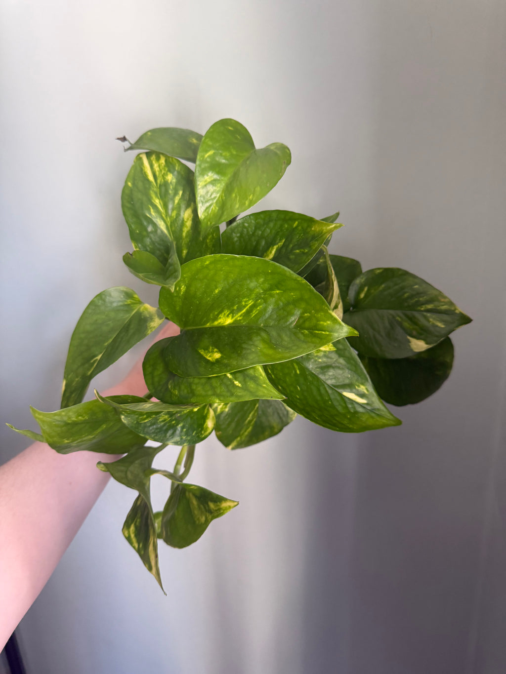 Golden Pothos - 12cm pot