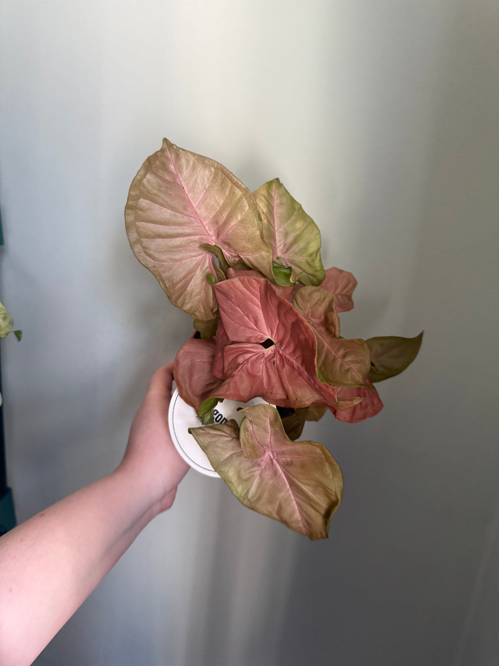 Neon Robusta Syngonium - 12cm pot