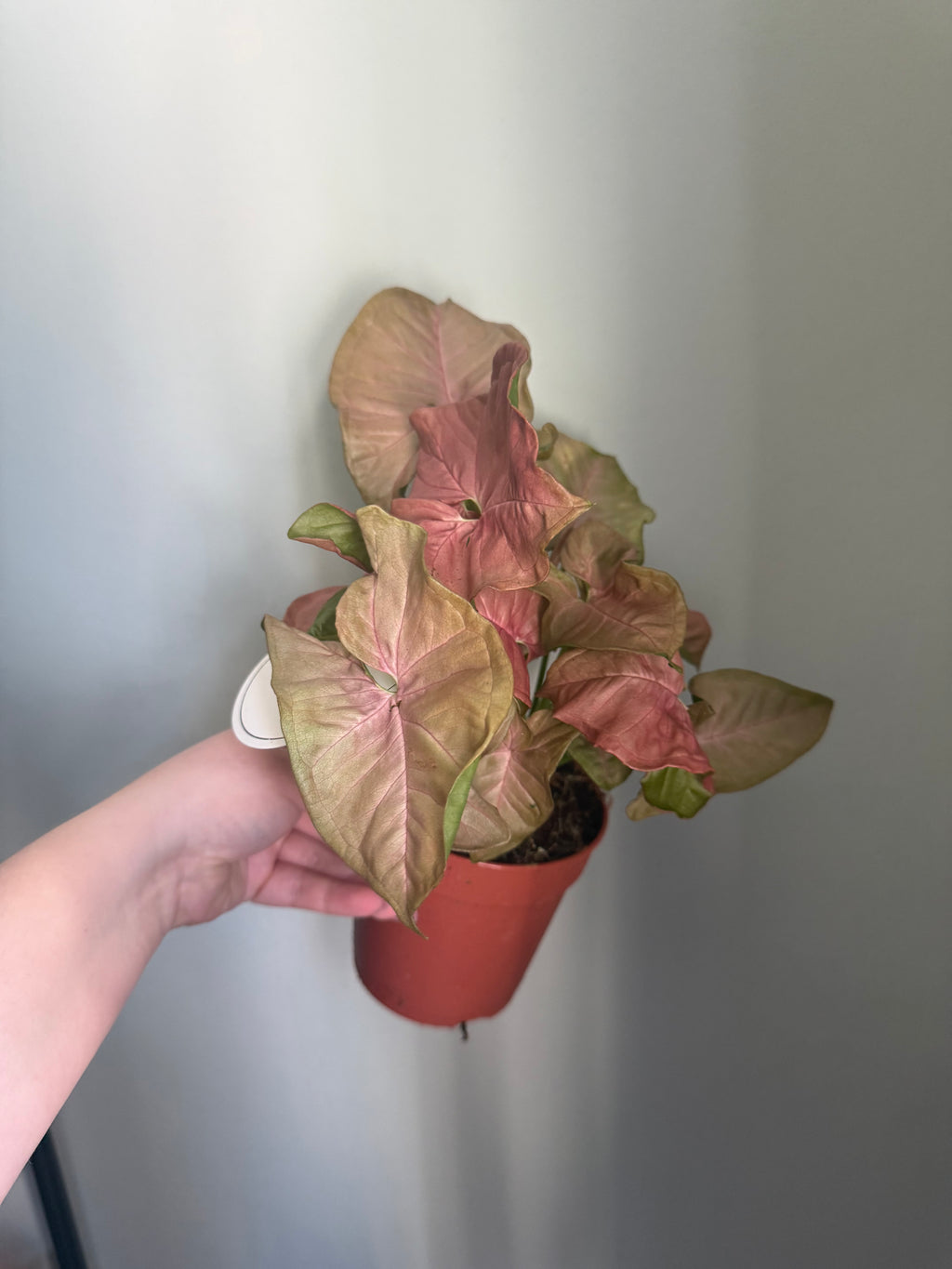 Neon Robusta Syngonium - 12cm pot