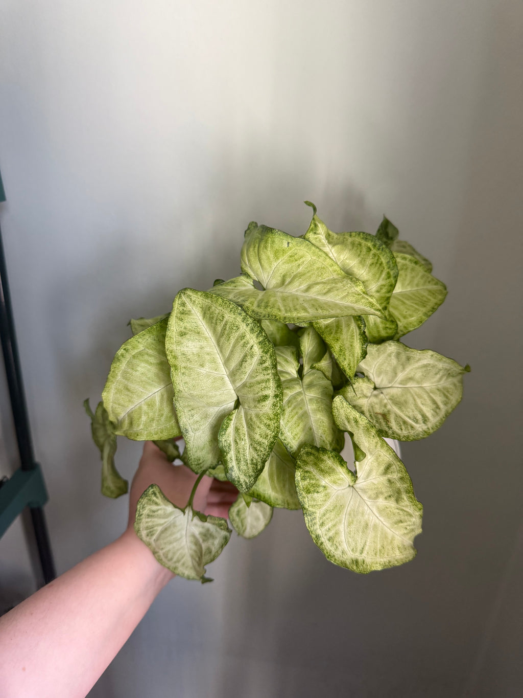 Arrowhead Syngonium - 12cm pot