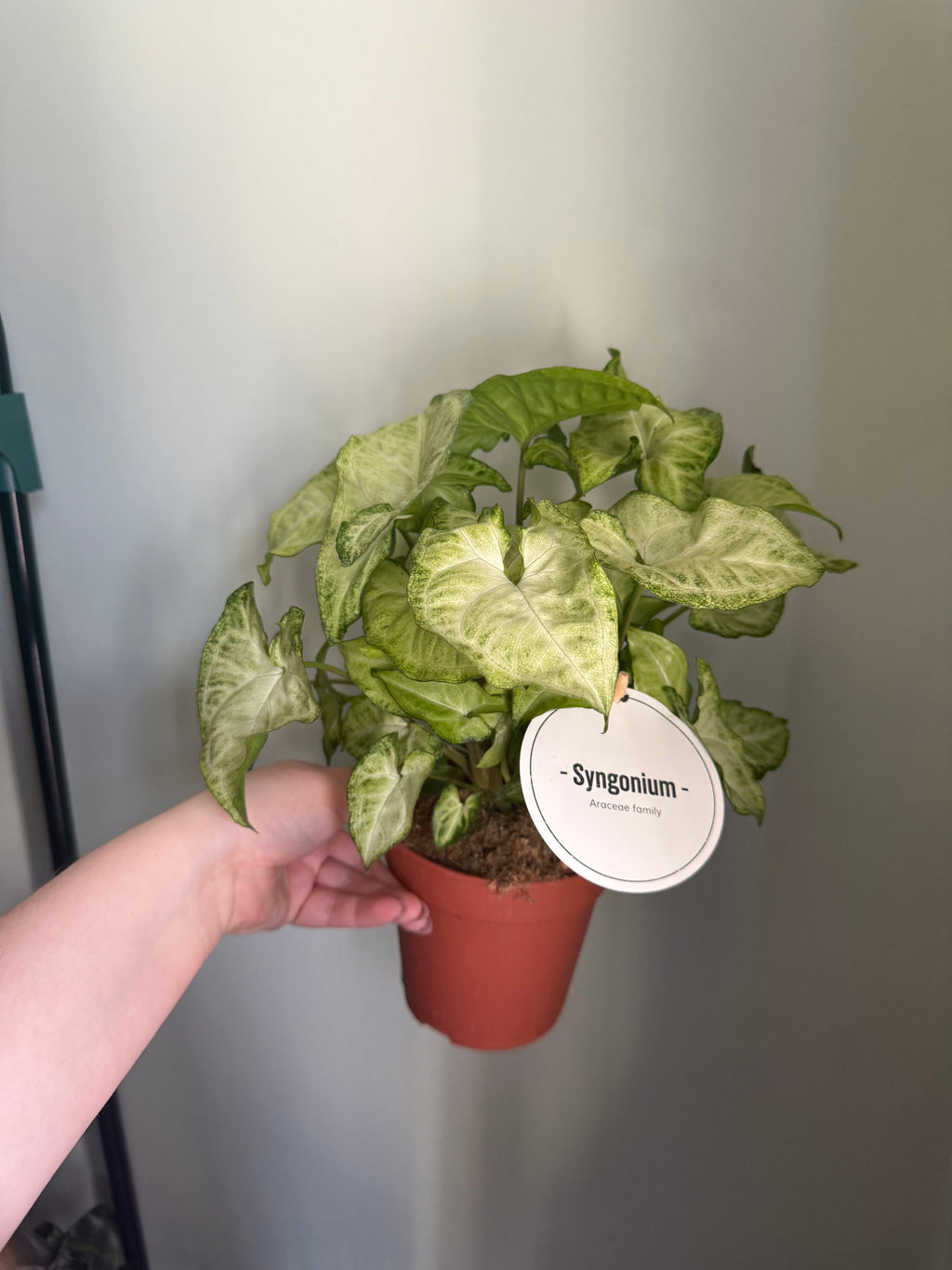 Arrowhead Syngonium - 12cm pot