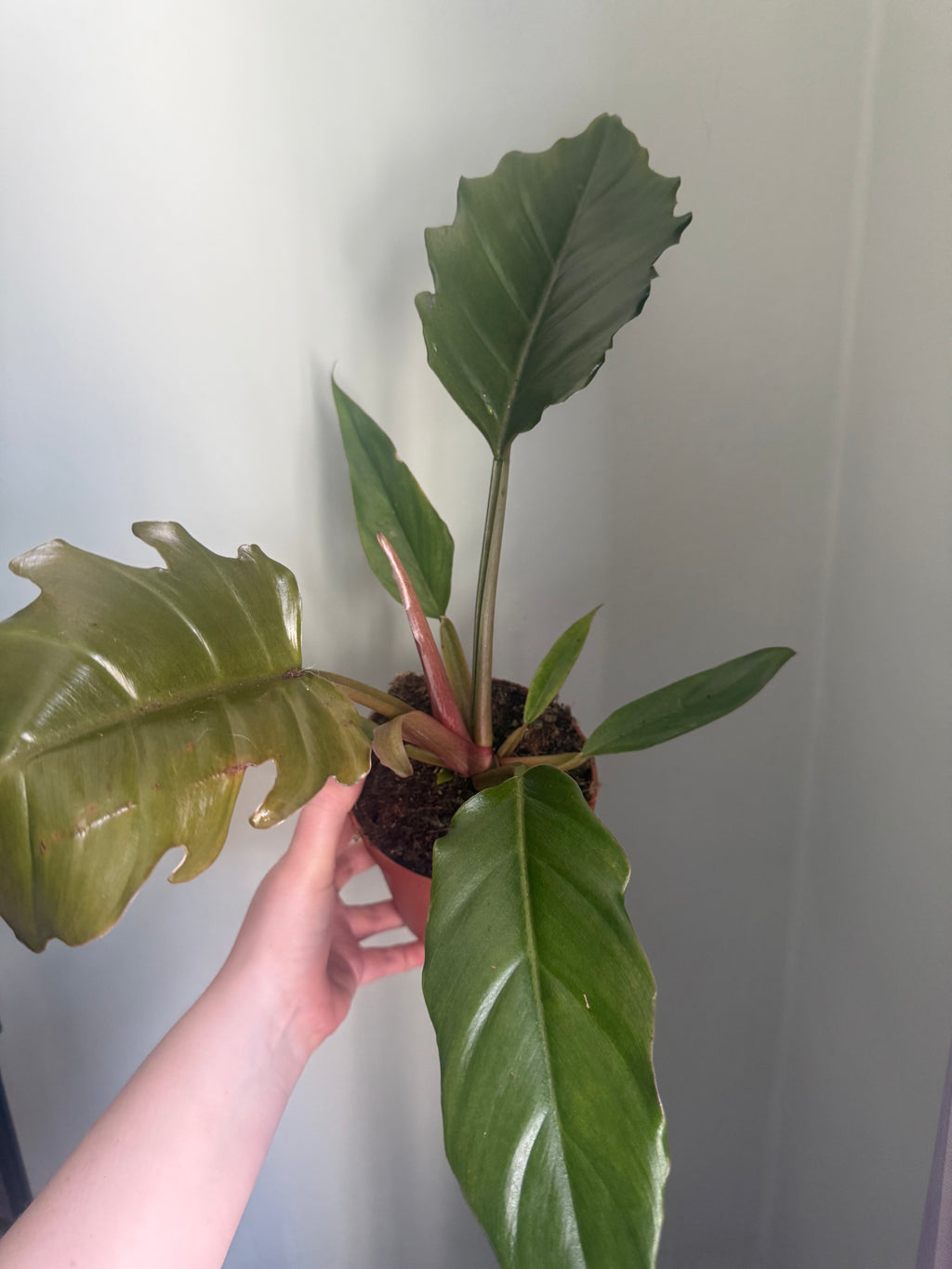 Philodendron choco empress