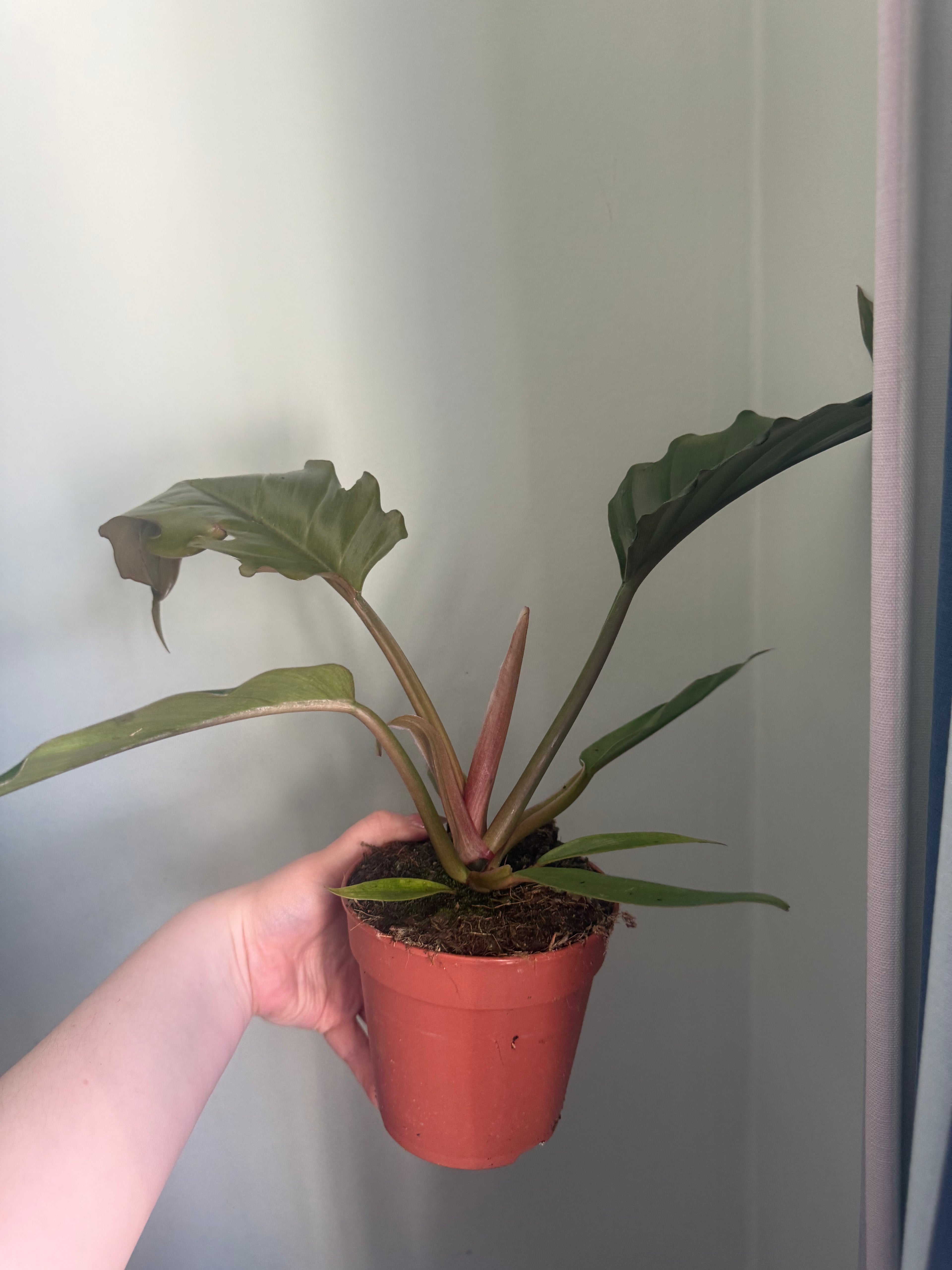 Philodendron choco empress